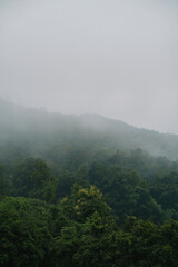 In the tropical forest, the landscape reveals a mountain shrouded in mist and fog, with clouds drifting above and a majestic tree standing amidst the lush natural beauty.