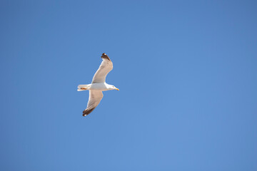 A seagull is gracefully soaring in a clear blue sky with a few scattered clouds on a sunny day, capturing the essence of freedom, peace, and nature in this serene view.