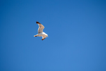 A seagull is gracefully soaring in a clear blue sky with a few scattered clouds on a sunny day, capturing the essence of freedom, peace, and nature in this serene view.