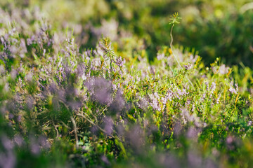 Heather flowering in Seli Bog, dotted with pine trees, hollows and pools, in Jarva county, Estonia. Unique wetland ecosystem supports diverse wildlife and is a home to unique plants and animals