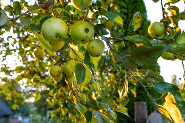 Green Apples Hanging on a Tree in summer with a sun flare. Organic and Sustainable Fruit Farming, Fresh Produce Growing on Farm. Agriculture Background with Lens Flare
