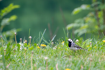 White wagtail