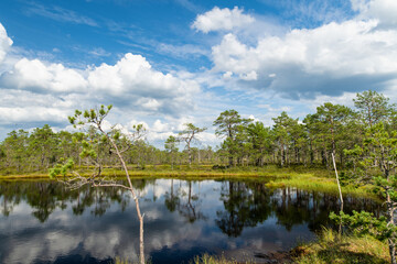 Viru Bog, one of the most famous bogs located in Lahemaa National Park, Estonia. Unique wetland ecosystem supports diverse wildlife and is a home to unique plants and animals.