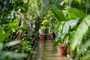 Different species of tropical plants and flowers in botanical garden of Tartu, Estonia. Lush exotic vegetation grown in a greenhouse