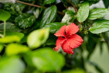 Red hibiscus flower. Different species of tropical plants and flowers in botanical garden of Tartu,...