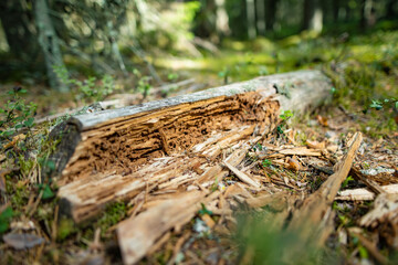Old tree trunks in beautiful mixed pine and deciduous forest of Estonia. Beauty of Baltic nature