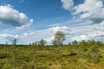 Viru Bog, one of the most famous bogs located in Lahemaa National Park, Estonia. Unique wetland...
