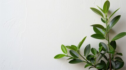 Fototapeta premium Close-Up of Leafy Green Plant Against White Wall