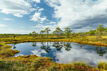 Seli Bog, dotted with pine trees, hollows and pools, located in Jarva county, Estonia. Unique wetland ecosystem supports diverse wildlife and is a home to unique plants and animals