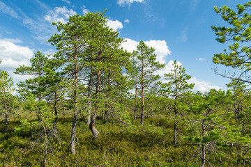 Viru Bog, one of the most famous bogs located in Lahemaa National Park, Estonia. Unique wetland ecosystem supports diverse wildlife and is a home to unique plants and animals.
