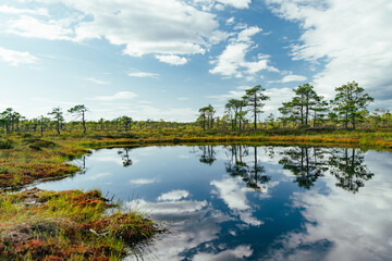 Fototapeta premium Seli Bog, dotted with pine trees, hollows and pools, located in Jarva county, Estonia. Unique wetland ecosystem supports diverse wildlife and is a home to unique plants and animals