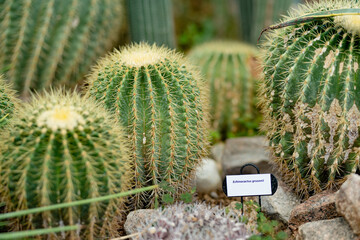 Various sorts of cacti and succulents in a greenhouse. Different species of tropical plants and...