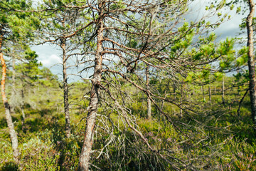 Seli Bog, dotted with pine trees, hollows and pools, located in Jarva county, Estonia. Unique wetland ecosystem supports diverse wildlife and is a home to unique plants and animals