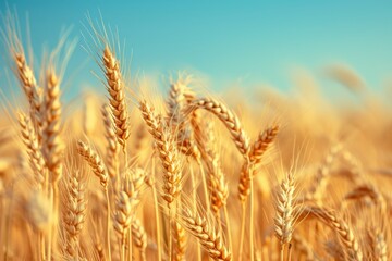 Fototapeta premium Golden Wheat Field Under a Blue Sky