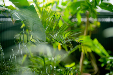 Different species of tropical plants and flowers in botanical garden of Tartu, Estonia. Lush exotic vegetation grown in a greenhouse