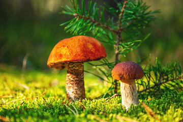 Boletus Edulis and Aspen boletus in green moss close-up.