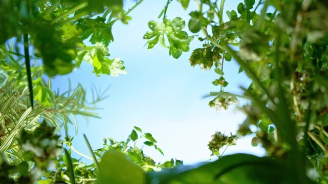 unique perspective - a view of a flowerbed of fresh herbs from below, macro, slow motion