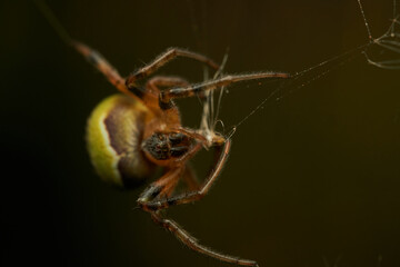 A green lemon spider in its web