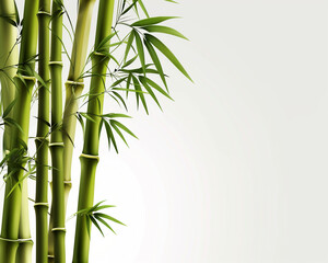 Transparent background mockup material with bamboos 