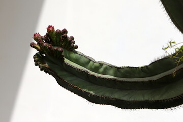 A large and prickly cactus grows in a city park