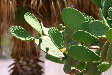 A large and prickly cactus grows in a city park