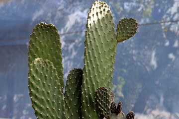 A large and prickly cactus grows in a city park
