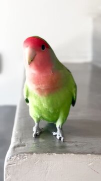 Nice funny agaporni bird.