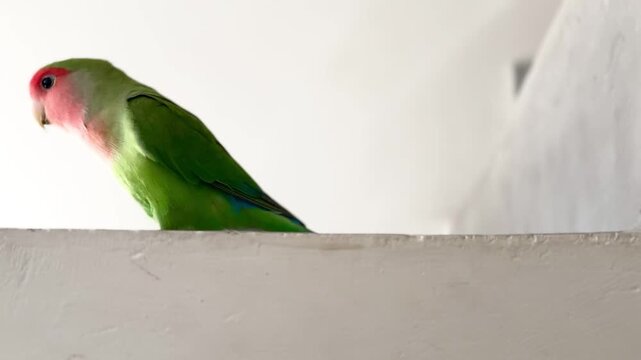 Nice funny agaporni bird.