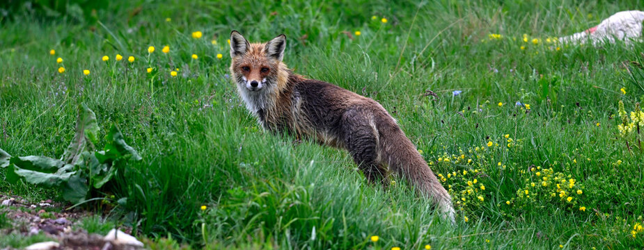 Europ&auml;ischer Rotfuchs // european Red fox (Vulpes vulpes)