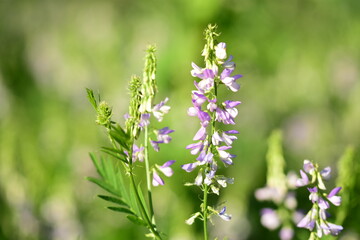 France, illustration flowers and half-mourning butterfly in summer at sunset.