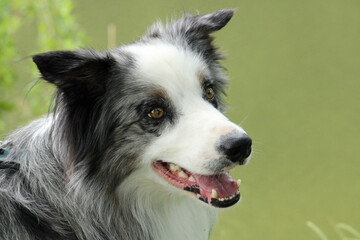 Border Collie Head Closeup