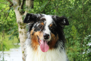 Australian Shepherd sitting on grass closeup