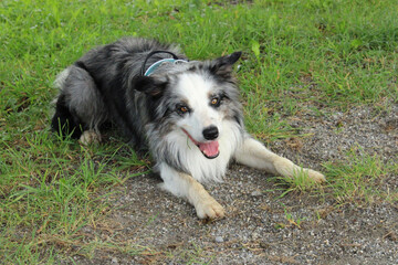 Border Collie  on grass