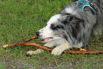Border Collie  on grass