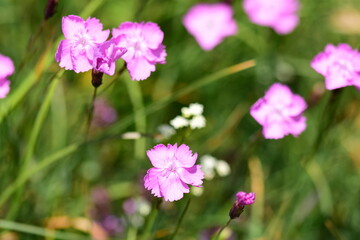 Fototapeta premium France, illustration flowers and half-mourning butterfly in summer at sunset.