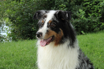 Australian Shepherd sitting on grass closeup