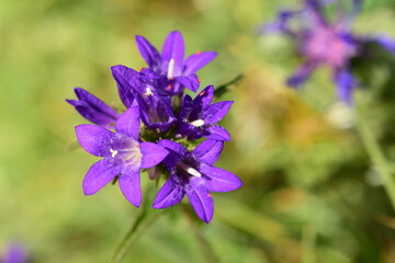 France, illustration flowers and half-mourning butterfly in summer at sunset.