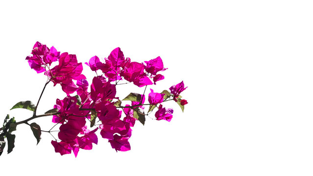 bougainvillea pink flowres isolated in png file with leaves and pink petals