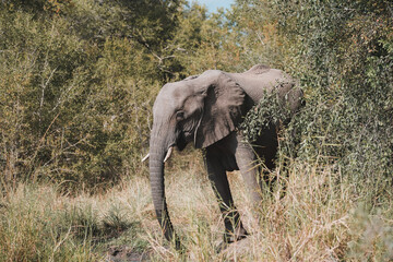 Elephant in the bush in kruger park