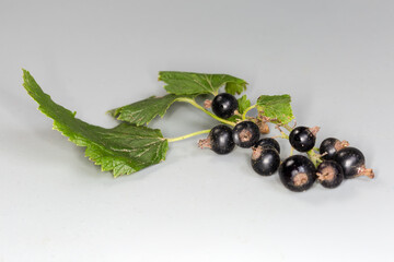 Twig of blackcurrant with fresh berries on a gray background