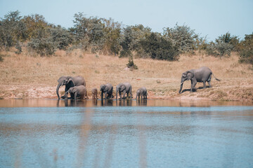 herd of elephants drinking water in kruger national park