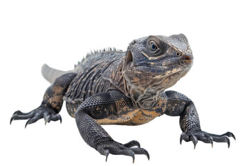 Obraz premium Chuckwalla with Distinctive Features and Patterns