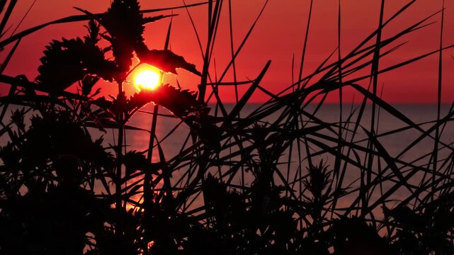 Slow motion of common or brown harvestman or daddy longlegs spider (Phalangium Opilio) walking on a plant in backlight. Grass swaying by the wind against beautiful, red and orange Baltic Sea sunset.