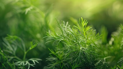 Fresh dill close up on food background