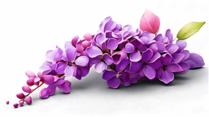 Falling lilac flower isolated on transparent background