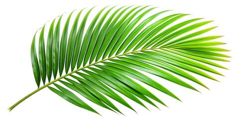 Obraz premium Tropical green palm leaf on transparent background