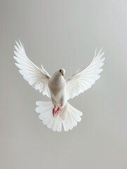 Obraz premium Flying dove. Pigeon on a grey background.