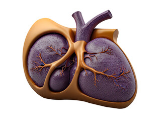 human liver 3d isolated on a transparent background,