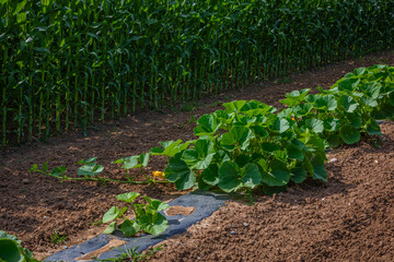 pumpkin plants growing beside a corn field