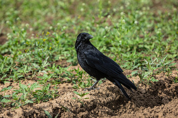 black crow sitting on a field